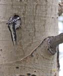 Red naped Sapsucker 3486